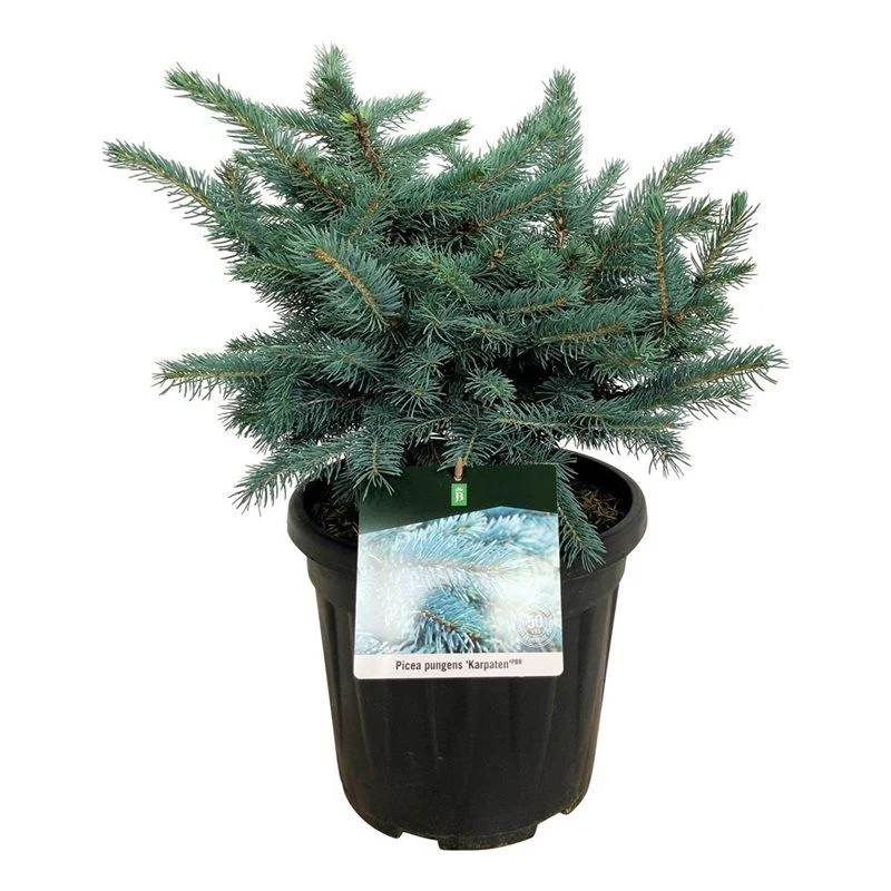 Ялина колюча Карпатен (Picea pungens 'Karpaten') 70см