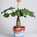 Ятрофа Jatropha — Квітковий стиль, Харків