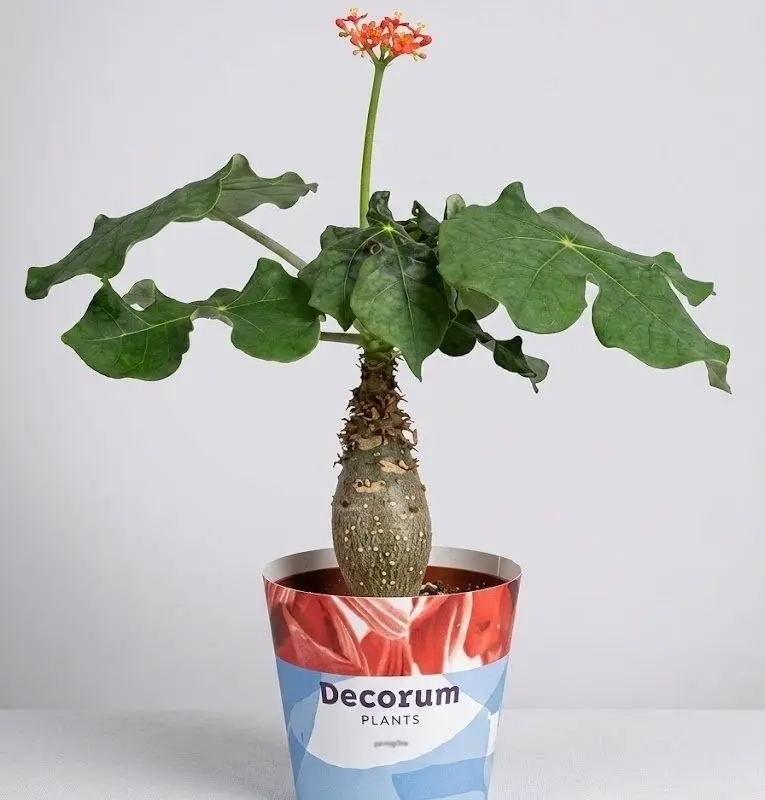 Ятрофа Jatropha