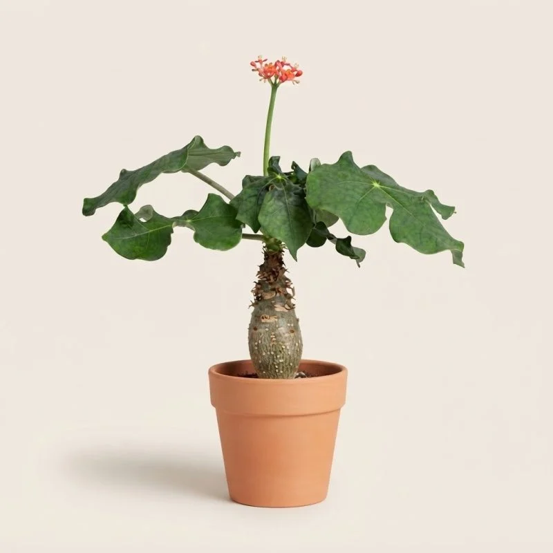 Ятрофа Jatropha