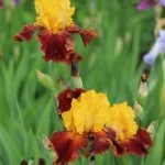 Іриси (саджанці) — Квітковий стиль, Харків
