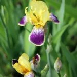 Іриси (саджанці) — Квітковий стиль, Харків