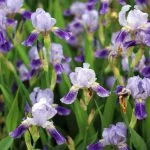 Іриси (саджанці) — Квітковий стиль, Харків