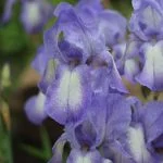Іриси (саджанці) — Квітковий стиль, Харків