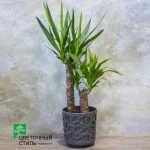 Юкка 2рр (80см) — Квітковий стиль, Харків