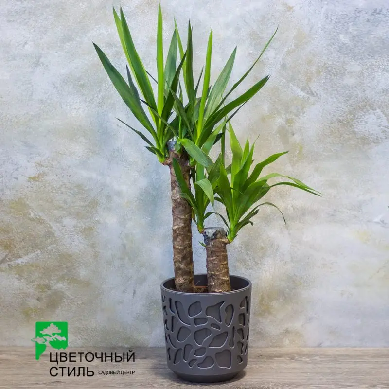 Юкка 2рр (80см)