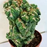 Кактус "Cereus Mosrosus" (24см) — Квітковий стиль, Харків