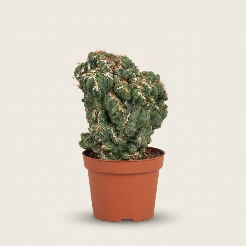 Кактус "Cereus Mosrosus" (24см)