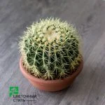 Кактус Echinocactus Grusonii (25см) — Квітковий стиль, Харків