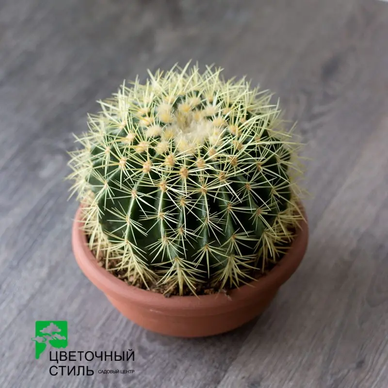 Кактус Echinocactus Grusonii (25см)