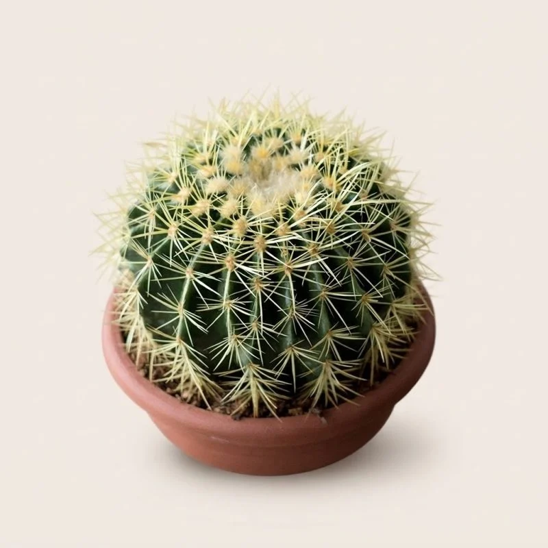 Кактус Echinocactus Grusonii (25см)