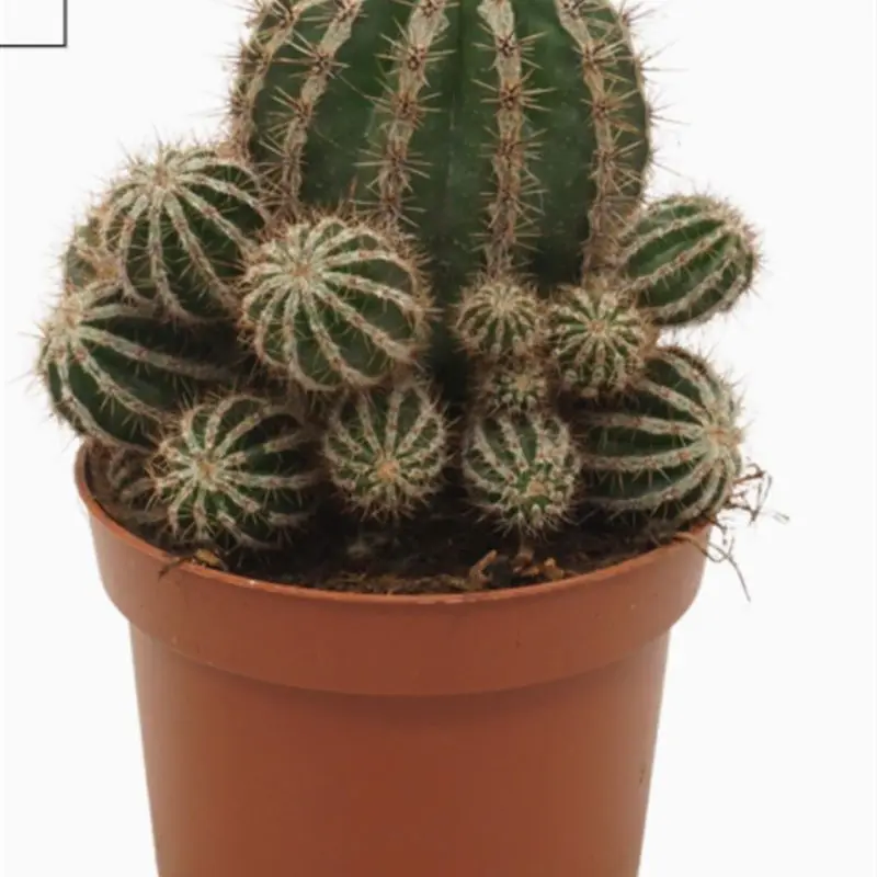 Кактус Echinopsis Haku-jo Maru (20см)