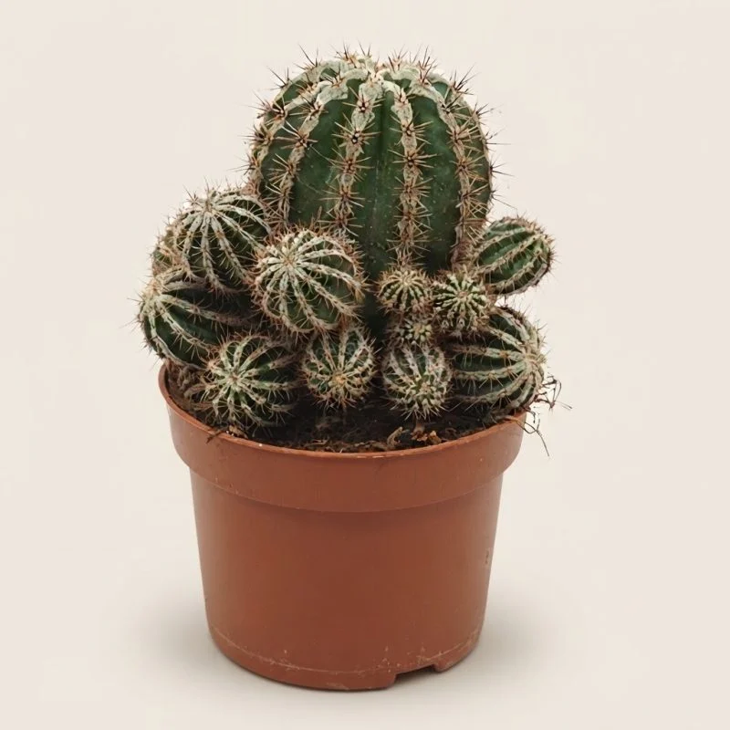 Кактус Echinopsis Haku-jo Maru (20см)