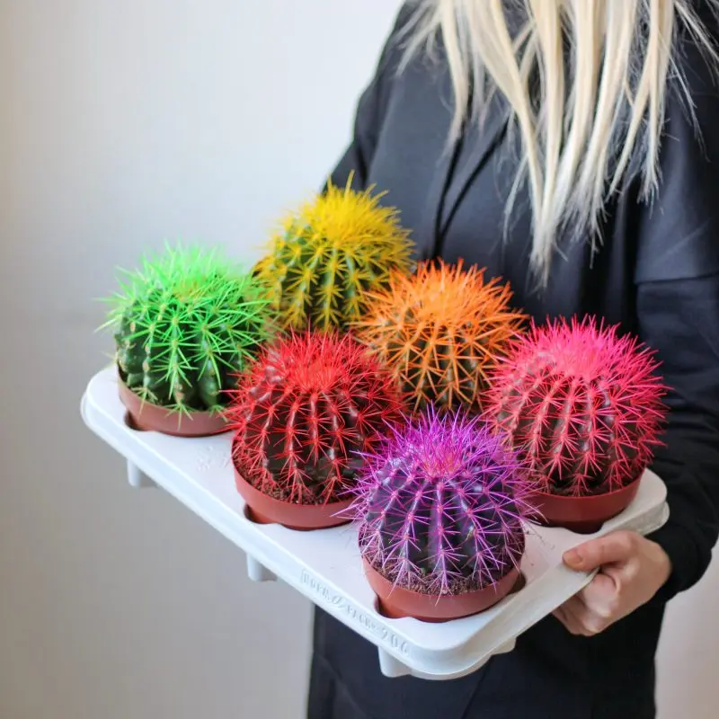 Кактус "Rainbow" (15 см)