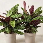 Калатея Lancifolia 40 см — Квітковий стиль, Харків
