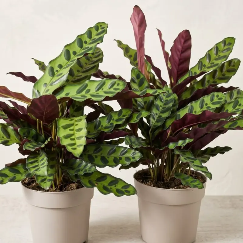 Калатея Lancifolia 40 см