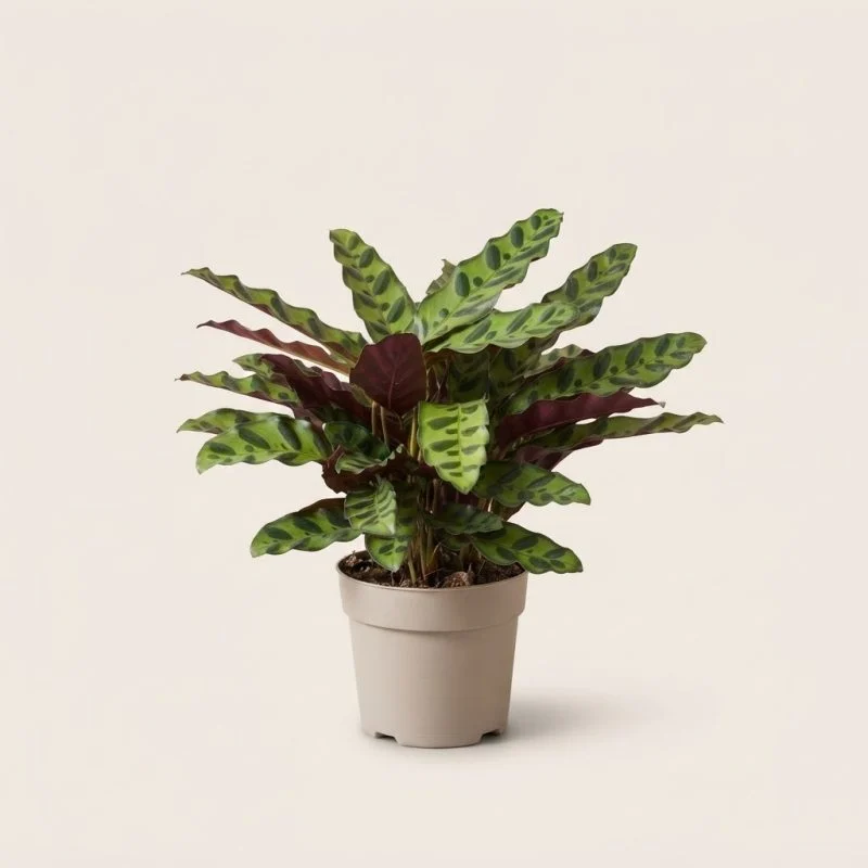 Калатея Lancifolia 40 см