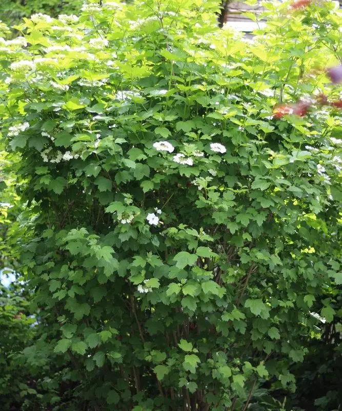 Калина (160-200 см.)