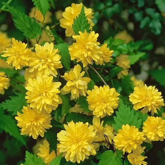 Керрия japonica Pleniflora