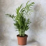 Хамедорея "Elegans" (50см) — Квітковий стиль, Харків