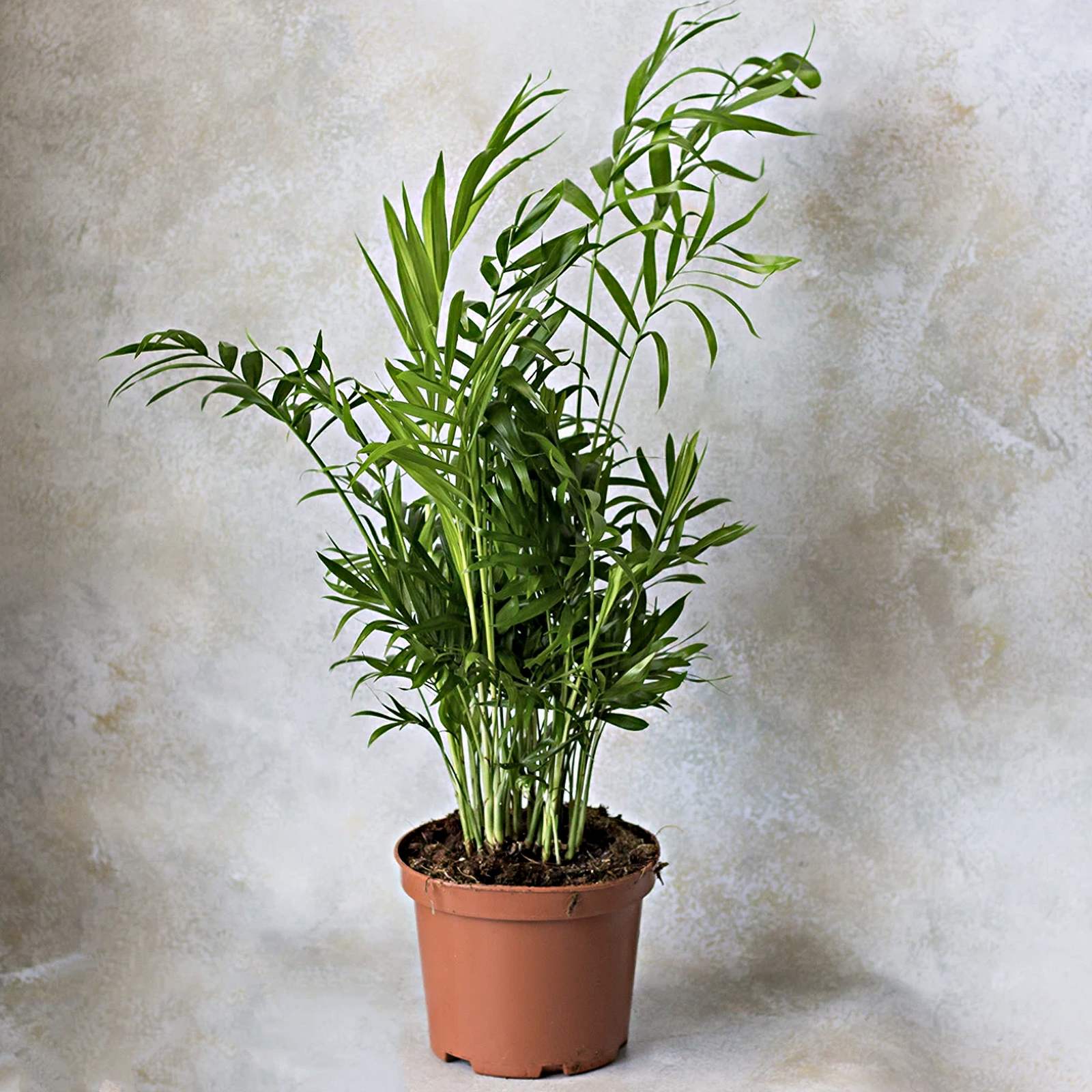 Хамедорея "Elegans" (50см) — Квітковий стиль, Харків