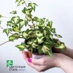 Хедера "Gold Heart" (10-15см) — Квітковий стиль, Харків