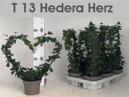 Хедера микс (10-15см)