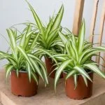 Хлорофітум Comosum Variegatum (20-25 см.) — Квітковий стиль, Харків