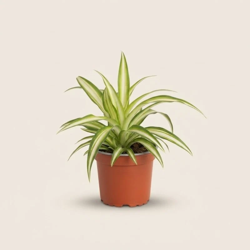 Хлорофітум Comosum Variegatum (20-25 см.)