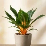 Хлорофітум Green Orange очікується 10.10.2026 — Квітковий стиль, Харків