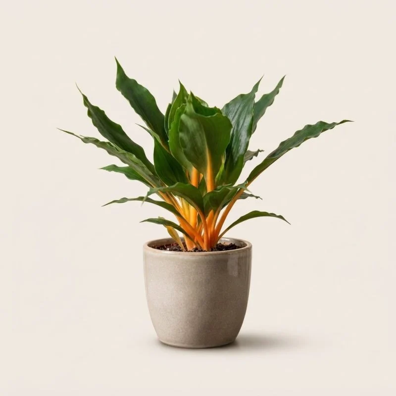 Хлорофітум Green Orange