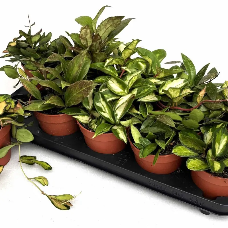 Хойя Hoya Carnosa
