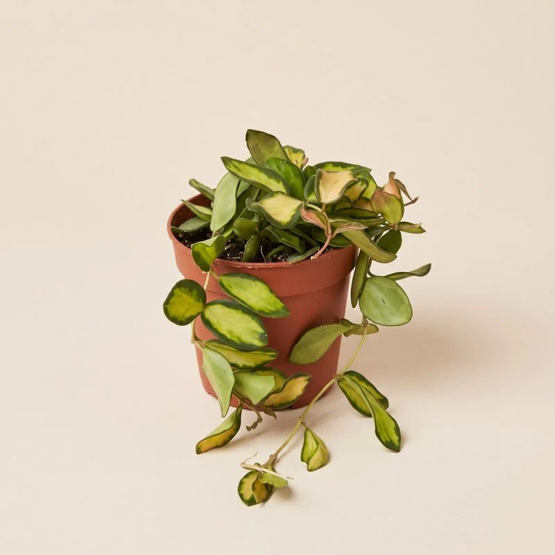 Хойя Hoya Carnosa