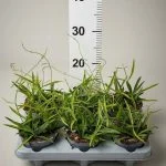 Хойя longifolia — Квітковий стиль, Харків