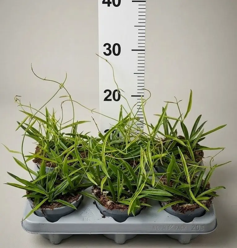Хойя longifolia