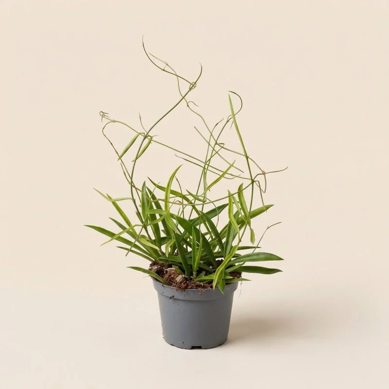 Хойя longifolia