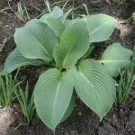 Хоста Sieb. Elegans — Квітковий стиль, Харків
