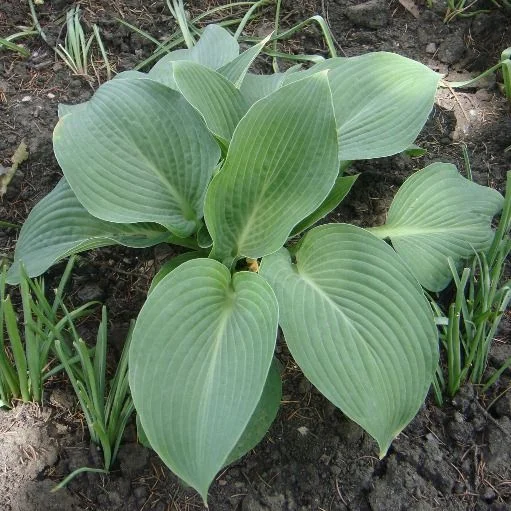 Хоста Sieb. Elegans