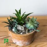 Композиція з кактусів і сукулентів №53 — Квітковий стиль, Харків
