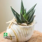 Композиція з кактусів і сукулентів №57 — Квітковий стиль, Харків