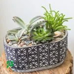 Композиція з кактусів і сукулентів №59 — Квітковий стиль, Харків