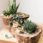 Композиція з кактусів та сукулентів № 2 — Квітковий стиль, Харків