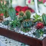 Композиція з кактусів та сукулентів № 29 — Квітковий стиль, Харків