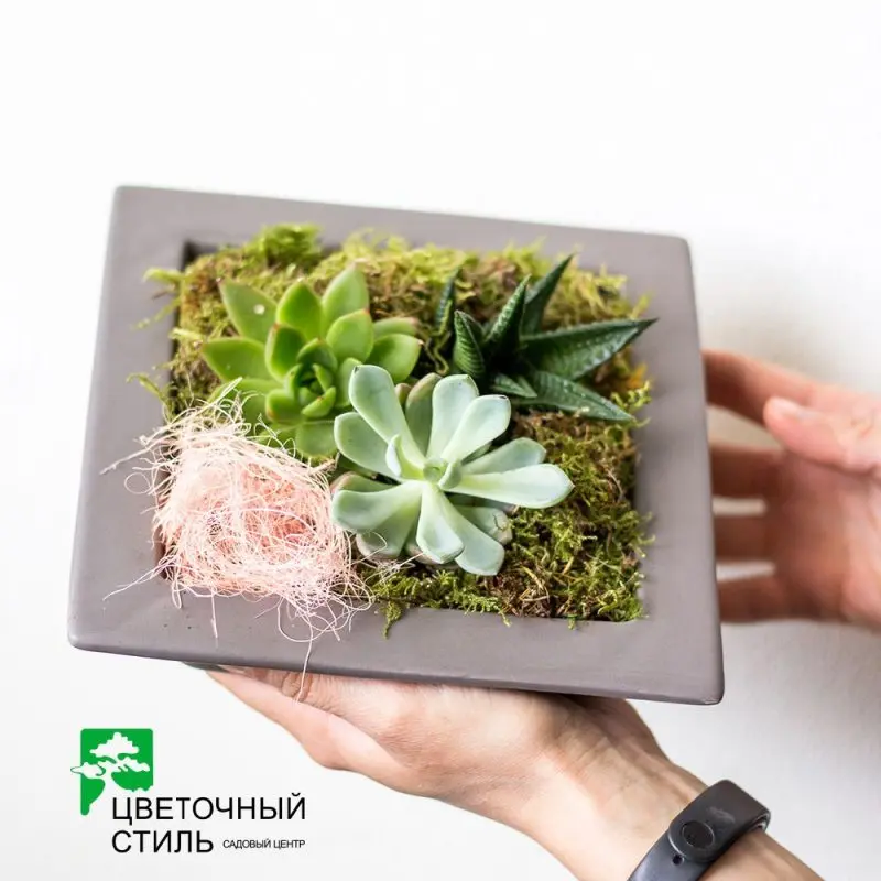 Композиція з кактусів та сукулентів № 31