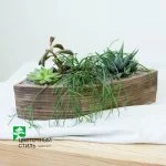 Композиція з кактусів та сукулентів № 36 — Квітковий стиль, Харків