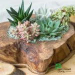 Композиція з кактусів та сукулентів № 38 — Квітковий стиль, Харків