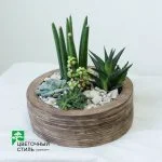 Композиція з кактусів та сукулентів № 7 — Квітковий стиль, Харків