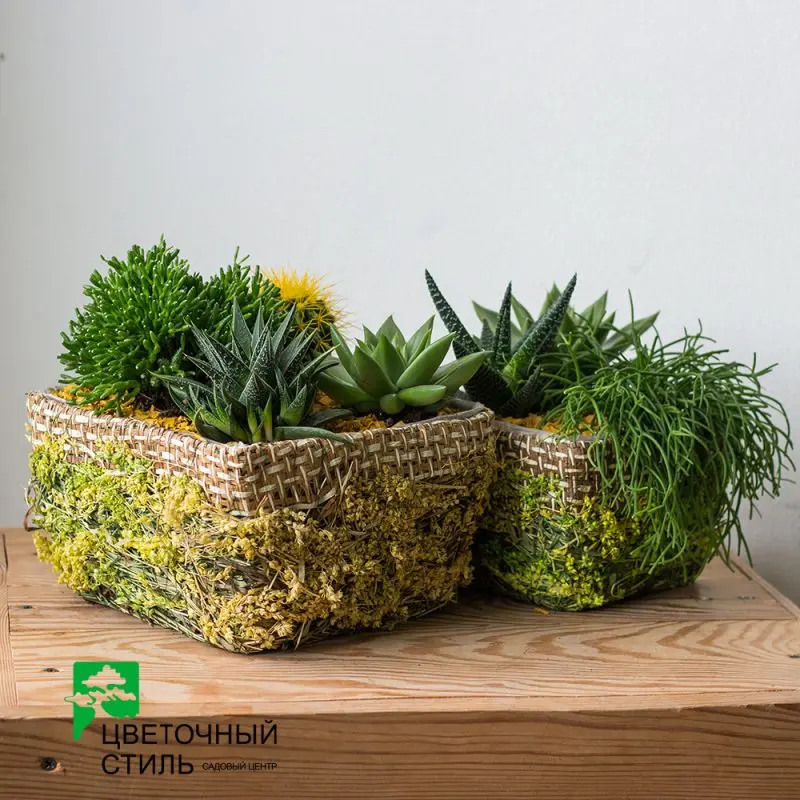 Композиція з кактусів та сукулентів № 8