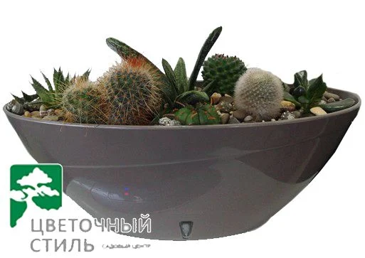 Композиція з кактусів і сукулентів № 56 (20*32см)