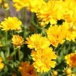 Кореопсис крупноцветковий "Sunray" (h 20 см) — Квітковий стиль, Харків